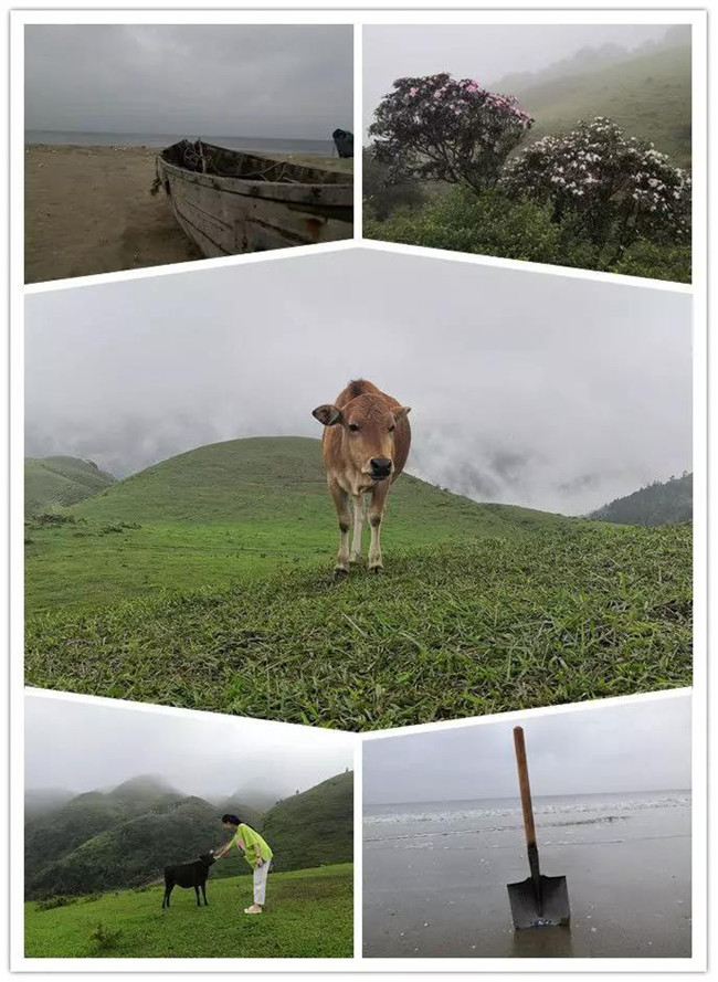5月1日，陽西藍袍藍看海，陽春雞籠頂?shù)巧劫p高山杜鵑