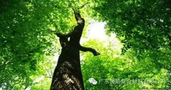 【博皓感悟】欲為大樹(shù)，莫與草爭(zhēng)-1