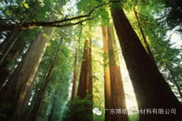 【博皓感悟】欲為大樹(shù)，莫與草爭(zhēng)-2