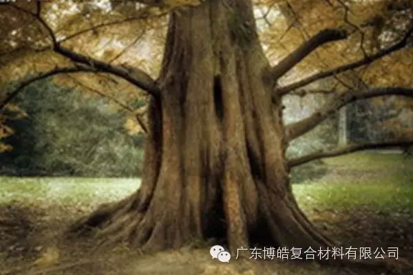 【博皓感悟】欲為大樹(shù)，莫與草爭(zhēng)-4