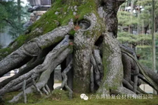 【博皓感悟】欲為大樹(shù)，莫與草爭(zhēng)-5